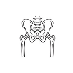 Human skeleton osteology vector lines, lumbar vertebrae, hip skeleton