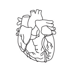human heart shape drawn with lines with branching arterial pathways, icon of human internal organs