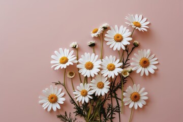 Obraz premium Minimalist Floral Design White Daisy and Chamomile Flowers on Soft Pink Background