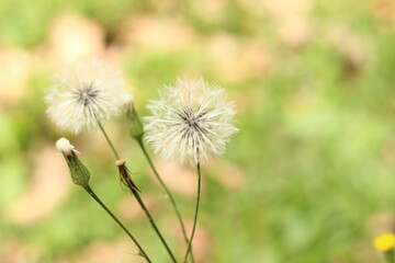 Close-up of a dandelion flower with seeds ready to fly, with a blurred soft green background. 