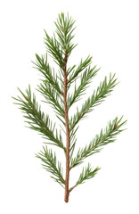 Fototapeta premium Close-up of fresh green pine branch isolated on transparent background. Nature concept