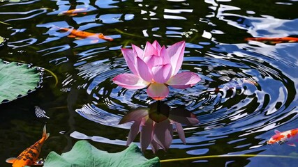 A serene video scene with a top-down angle capturing a pink lotus surrounded by koi fish in a reflective pond, showcasing tranquility and nature's beauty.