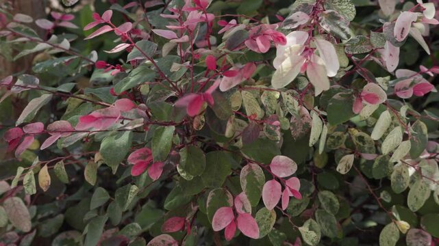 Pink Snowbush (Breynia disticha) swaying in the wind, showcasing its delicate pink, green, and white variegated leaves. Captured in natural daylight, perfect for nature themes