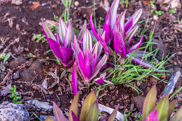 Tradescantia spathacea pertenece a la familia Commelinaceae.