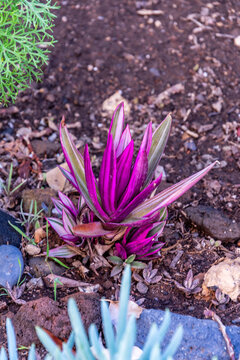 Tradescantia spathacea pertenece a la familia Commelinaceae.
