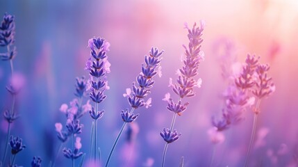Obraz premium Soft lavender and pastel blue gradient, delicate and calming texture