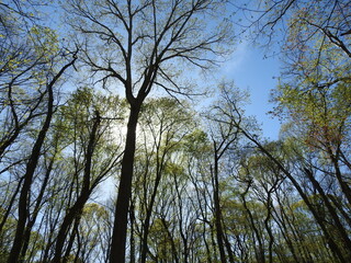 A woodland forest canopy lit up by the light of the sun. Spring season foliage. Elizabeth Hartwell Mason Neck National Wildlife Refuge, Fairfax County, Lorton, Virginia.