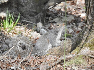 Eastern gray squirrel living within the woodland forest of the Elizabeth Hartwell Mason Neck National Wildlife Refuge, Fairfax County, Lorton, Virginia.