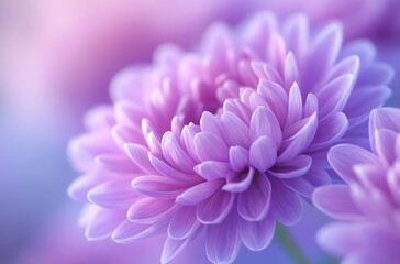 Obraz premium Close-Up View of Delicate Purple Chrysanthemum Petals with Soft Focus in a Blurred Background Ideal for Floral Backgrounds and Nature Inspired Art