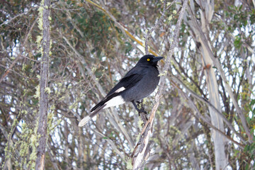 Pied Currawong Perched on a Branch in Australian Bushland