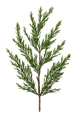 Fototapeta premium Green juniper branch on transparent background, sharp detail. Nature and botany imagery