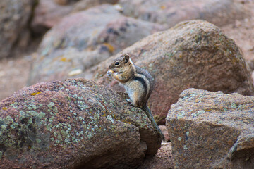 Golden-Mantled Ground Squirrel foraging and eating a nut on its hind legs in the Rocky Mountains against a blurry natural background of mossy rocks and sandy ground