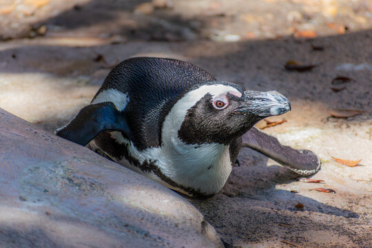 African Penguin (Spheniscus demersus) lying in the shade on it's belly on a sandy shore against a background of sand, rocks, and scattered fallen leaves - Powered by Adobe