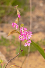 Una maravillosa y preciosa Silene Colorata 