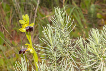 En la maleza una Orquídea silvestre abeja negra (ophrys fusca)