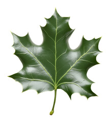 Fototapeta premium Green holly leaf with glossy surface isolated on transparent background. Nature concept