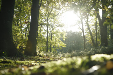 Obraz premium Sun shining through trees in beautiful green forest