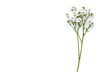Obraz premium Delicate Gypsophila Flower Suspended in Minimalist White Backdrop