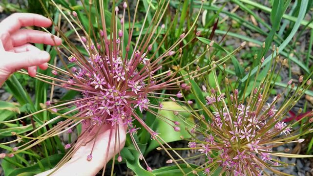 Allium schubertii family Alliaceae.Onion flowers.Decorative purple fluffy onion in hands close-up in summer garden.Womens hands hold a blooming onion.Summer bulbous flowers in lilac shades.