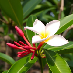 Obraz premium Frangipani flower (Thailand)