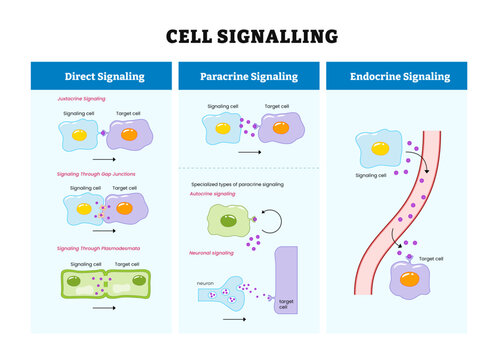 Bio signaling diagram process, Biosignaling or cell signaling, organisms, labeled direct, paracrine, endocrine with animal and plant cell. Vector illustration.