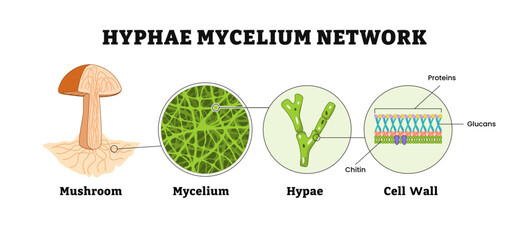 Hyphae Mycelium Network, vegetative body of fungi, labeled mushroom structure anatomy, mycelium, hyphae, cell wall, proteins, glucans, chitin. Vector illustration.