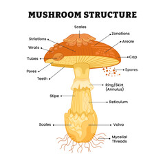 Mushroom structure parts, body anatomy of fungus diagram poster design, labeled scales, zonations, areole, cap, spores, skirt, ring, stripe, reticulum, volva, wrats, striations, tubes, teeth.