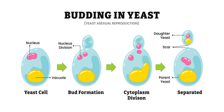 Yeast budding in yeast steps, Microbiology diagram, asexual reproduction, Saccharomyces. Labeled nucleus, vacuole, nucleus division, cytoplasm division, separated parent and daughter yeast and scar.