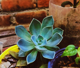 succulent in a pot