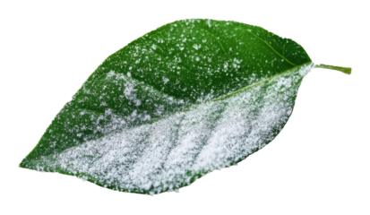 Green leaf covered in white powder on transparent background, botanical study concept