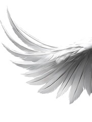 Exquisite ethereal wing feathers, symbolic of freedom and lightness