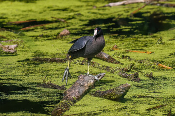 An American Coot (Fulica americana) standing on a fallen log in a green swamp wetland, raising its leg and stretching its foot during its breeding season in June in Colorado.