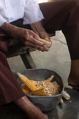 Manos arrugadas de una persona mayor desgranado Maiz