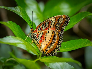 Close up of a Red Lacewing Butterfly, cethosia biblis , on a greeen garden plant. The Red Lacewing has one of the most elaborate wing patterns of any butterfly