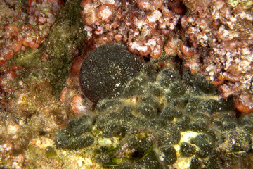 Green Sponge Ball Algae, Codium bursa, Alghero, Sardinia, Italy.
