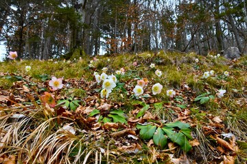 Obraz premium White helleborus spring flowers growing in a forest