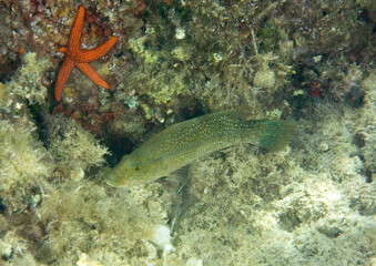 fish in the sea, Green wrasse (Labrus viridis), Alghero, Mediterranean sea, Sardinia, Italy