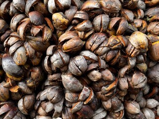 coconut husk, coconut outer skin, coconut husk pile