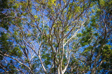 Fototapeta premium Nature Background of New Growth Spring Leaves on a a White Birch Tree.