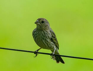 Female Canary (Sicalis flaveola)
