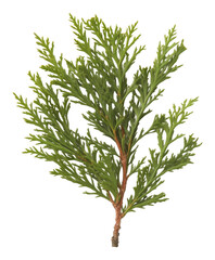 Fototapeta premium Green cedar branch on transparent background, isolated botanical detail. Nature concept