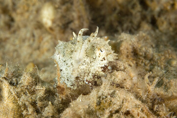 Common cuttlefish,Sepia officinalis, in the Mediterranean Sea Seppia, (Sepia officinalis) Capo Caccia. Alghero. Sardegna. Italia