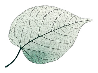 Obraz premium Translucent leaf with intricate veins on transparent background. Nature and texture study.