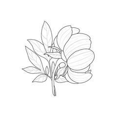 hand drawn peony flower