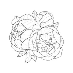 hand drawn peonies