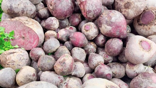 Raw beet (Turkish: Pancar) on a supermarket counter. (4k video)