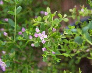 Boronia creculata in bloom, bush with pink flowers