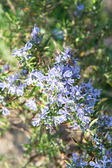 Blossom of Rosemary, Rosmarinus officinalis, ornamental and medicinal plant