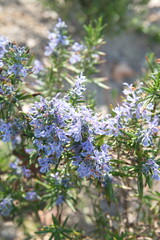 Blossom of Rosemary, Rosmarinus officinalis, ornamental and medicinal plant