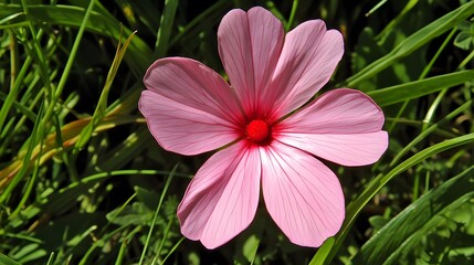 Fototapeta premium Stunning Pink Flower in Lush Green Grass AI Generated Image